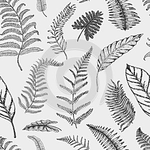 Tropical or exotic leaves. seamless pattern. leaf of different vintage looking plants. palm with banana botany set