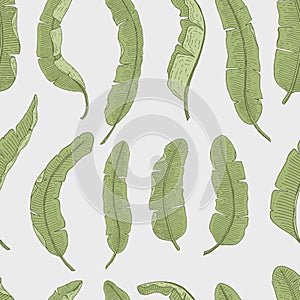 Tropical or exotic leaves. seamless pattern. leaf of different vintage looking plants. palm with banana botany set
