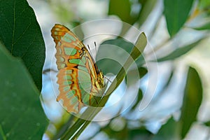 Tropical exotic Malachite butterfly or Siproeta stelenes