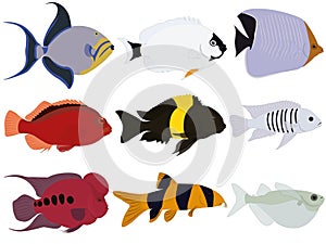 Tropical exotic marine varicolored aquarium fish collection vector illustration