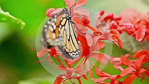 Tropical exotic monarch butterfly feeding on red flowers, macro close up. Spring paradise, lush foliage natural