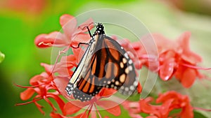 Tropical exotic Monarch butterfly feeding on red flowers, macro close up. Spring paradise, lush foliage natural