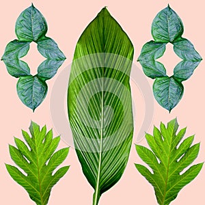 Tropical exotic plant leaf,green leaves pattern are made new color for nature concept,abstract background for textile and fabric