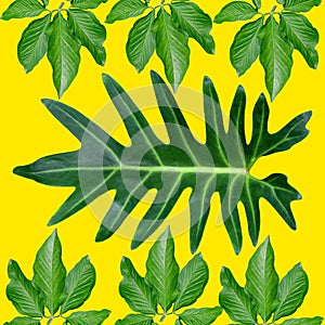 Tropical exotic plant leaf,green leaves pattern are made new color for nature concept,abstract background for textile and fabric