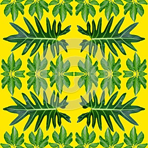 Tropical exotic plant leaf,green leaves pattern are made new color for nature concept,abstract background for textile and fabric