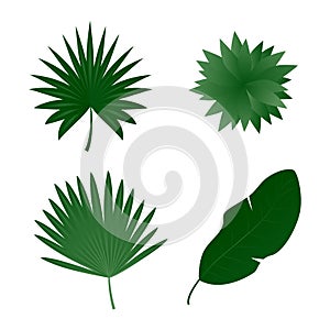 Tropical exotic plants leaves set isolated on white background. Vector illustration