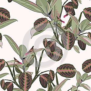 Tropical exotic plants seamless pattern, ficus elastica . Decoration on light background.