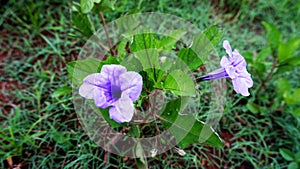 Tropical exotic Ruellia Simplex ornamental flowers