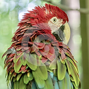 Tropical, exotic, talking,  macaw, parrot, bird, wildlife animal, perched in nature with vibrant colors and eyes looking at you