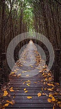 Tropical exotic travel concept wooden bridge in flooded rain forest jungle of mangrove trees. Tropical flooded rainforest and