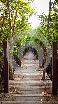 Tropical exotic travel concept wooden bridge in flooded rain forest jungle of mangrove trees. Tropical flooded rainforest and