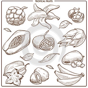 Tropical exotic vector sketch fruits photo