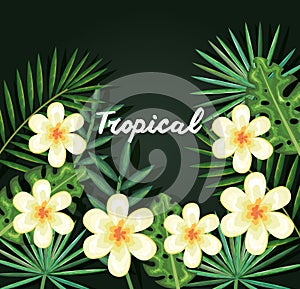 Tropical and exotics flowers and leafs