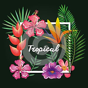 Tropical and exotics flowers and leafs