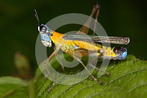 Tropical false locust very beautiful bright colors.