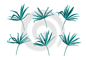 Tropical fan palm green jungle leaf isolated on white background