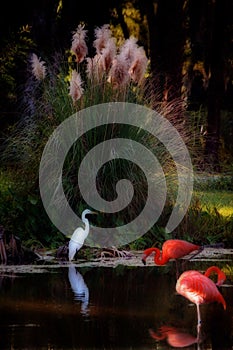 Tropical Fantasy Bird Swamp