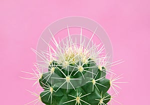 Tropical fashion cactus on pink paper background. Trendy minimal pop art style and colors.