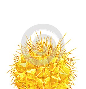 Tropical fashion creative golden cactus on white paper background. Trendy minimal pop art style.