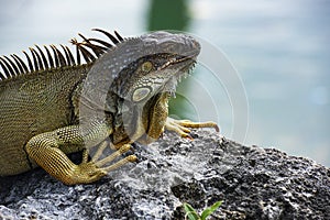 Tropical fauna concept. Closeup of green iguana. Lizard basking in the sun South Florida.