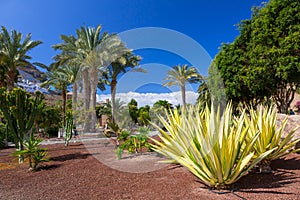 Tropical fauna of Gran Canaria island