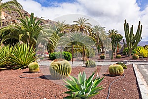 Tropical fauna of Gran Canaria island