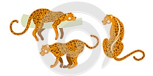 Tropical fauna of mammals. Set of wild leopards.