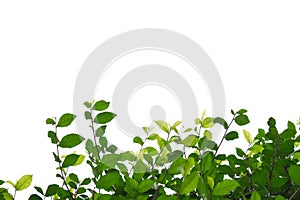 A Tropical fence plant with leaves branches and sunlight, on white isolated background for green foliage backdrop