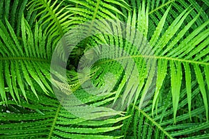 Tropical fern close-up