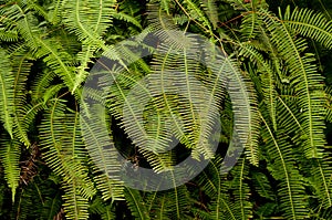 Tropical fern leaves