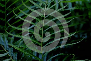 Tropical fern leaves growing in botanical garden with dark light background