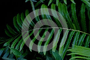 Tropical fern leaves growing in botanical garden with dark light background