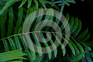 Tropical Fern with leaves growing in a garden on dark background for green foliage backdrop