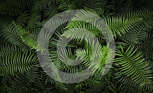 Tropical fern leaves