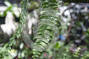 Tropical fern leaves with water droplets