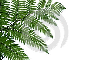 Tropical fern leaves on white isolated background for green foliage backdrop