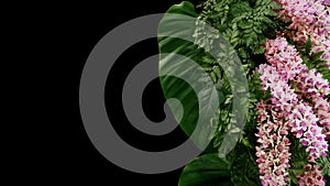 Tropical fern and philodendron foliage plant leaves with beautiful foxtail orchid exotic flowers Rhynchostylis gigantea, floral