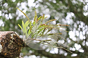 A tropical fern plant Pleopeltis macrocarpa growing in a rooftop, Teresópolis, Rio de Janeiro, Brazil