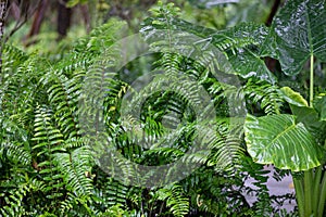 Tropical ferns in the garden. Nature background