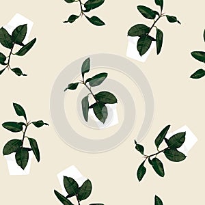 Tropical ficus elastica plant in pots seamles pattern for inside and outside. Beige background.