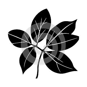 Tropical ficus plant leav icon illustration, black on white background