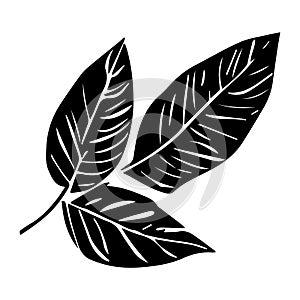 Tropical ficus plant leav icon illustration, black on white background
