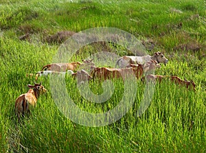 Tropical field with asian bloodline cow