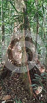 Tropical firest tree