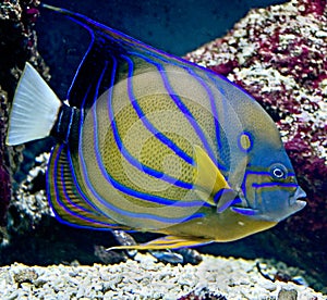 Tropical fish 23