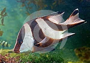 Tropical fish 25