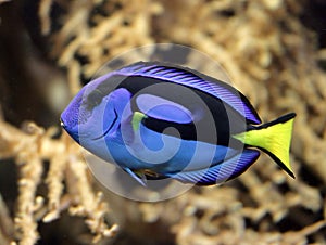 Tropical Fish 5