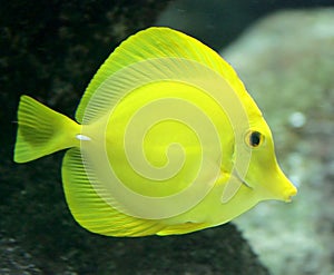 Tropical Fish 8