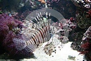 Tropical fish photo