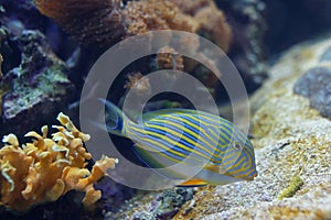 Tropical fish - Acanthurus lineatus, Clown tang photo